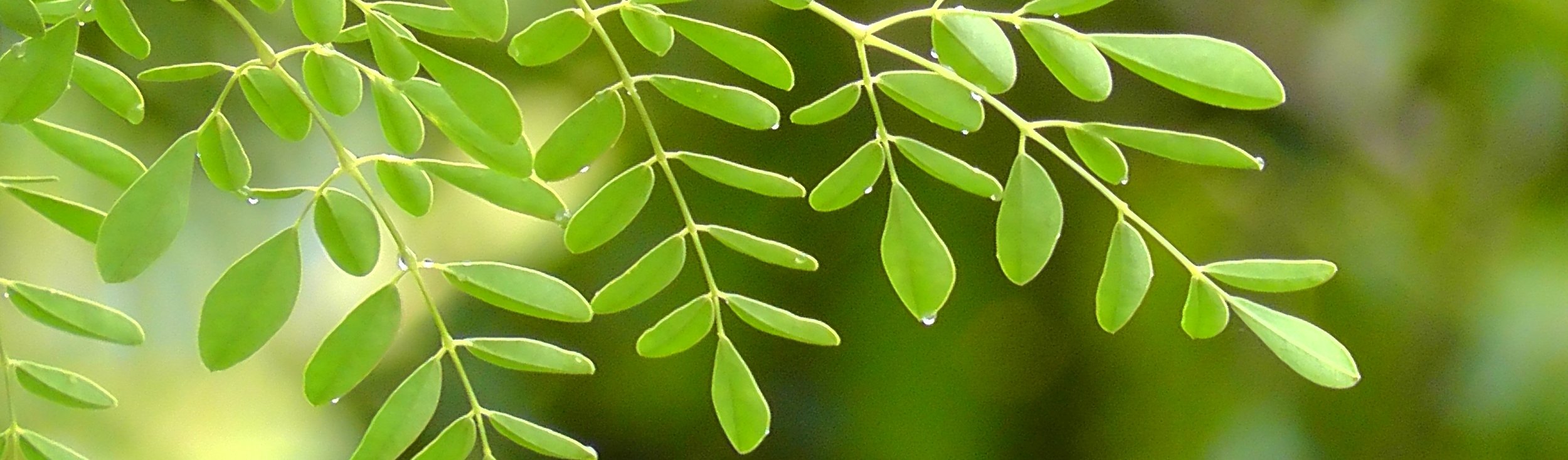 Moringa Products – jainorganics.in