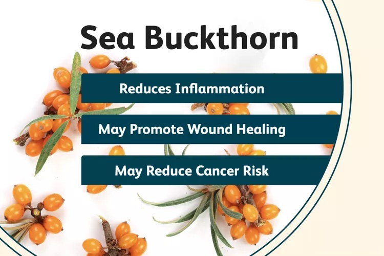 Sea Buckthorn